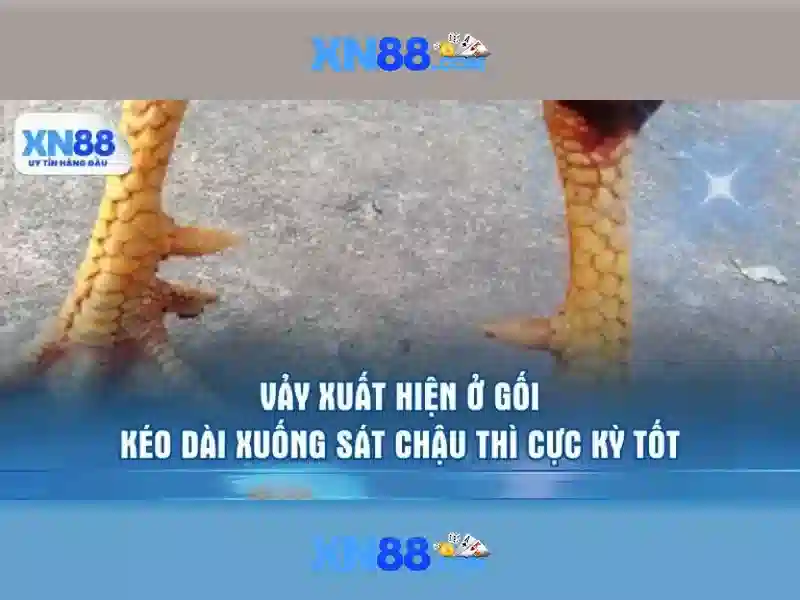 Các thể loại trò chơi và dịch vụ