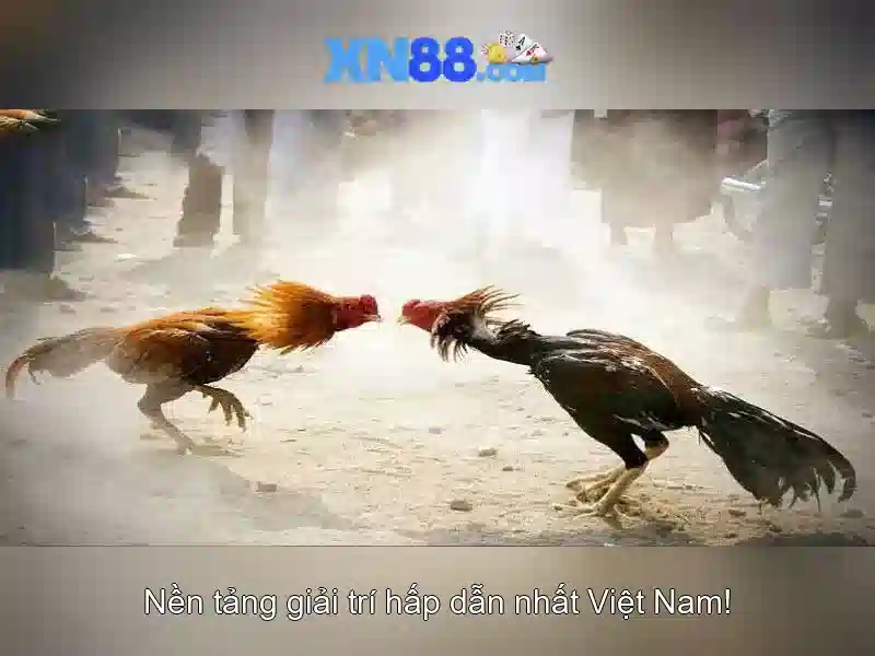 Hướng dẫn tham gia và nhận thưởng tại xn88
