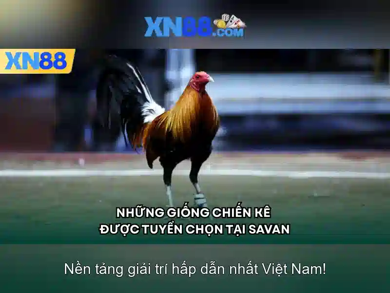 Xn88 là gì